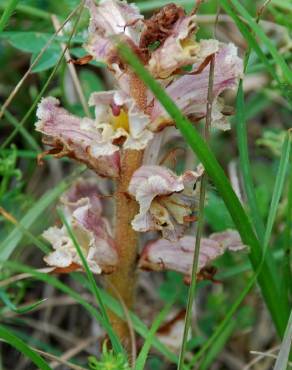 Fotografia 4 da espécie Orobanche minor no Jardim Botânico UTAD