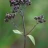 Fotografia 6 da espécie Origanum vulgare subesp. vulgare do Jardim Botânico UTAD