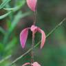 Fotografia 8 da espécie Origanum vulgare subesp. vulgare do Jardim Botânico UTAD