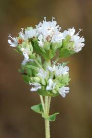 Fotografia da espécie Origanum vulgare subesp. vulgare