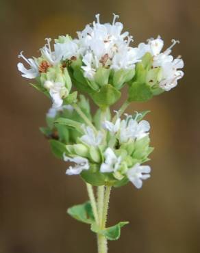 Fotografia 9 da espécie Origanum vulgare subesp. vulgare no Jardim Botânico UTAD