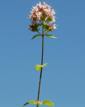 Fotografia 10 da espécie Origanum vulgare subesp. vulgare no Jardim Botânico UTAD