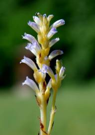 Fotografia da espécie Orobanche ramosa subesp. ramosa