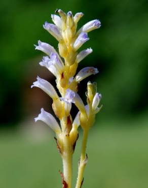 Fotografia 1 da espécie Orobanche ramosa subesp. ramosa no Jardim Botânico UTAD