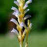 Fotografia 1 da espécie Orobanche ramosa subesp. ramosa do Jardim Botânico UTAD