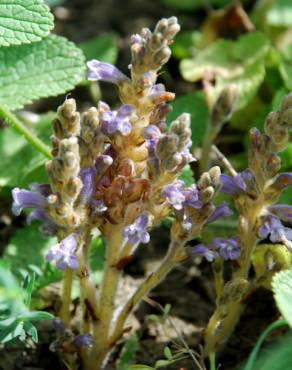 Fotografia 8 da espécie Orobanche ramosa subesp. ramosa no Jardim Botânico UTAD