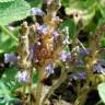 Fotografia 8 da espécie Orobanche ramosa subesp. ramosa do Jardim Botânico UTAD