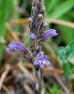 Fotografia 9 da espécie Orobanche ramosa subesp. ramosa no Jardim Botânico UTAD