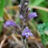 Fotografia 9 da espécie Orobanche ramosa subesp. ramosa do Jardim Botânico UTAD