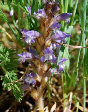 Fotografia 10 da espécie Orobanche ramosa subesp. ramosa no Jardim Botânico UTAD