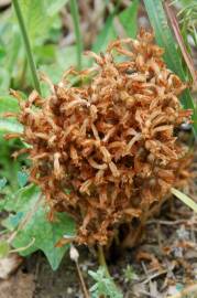 Fotografia da espécie Orobanche ramosa subesp. ramosa