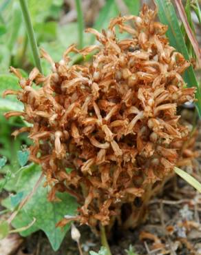 Fotografia 11 da espécie Orobanche ramosa subesp. ramosa no Jardim Botânico UTAD