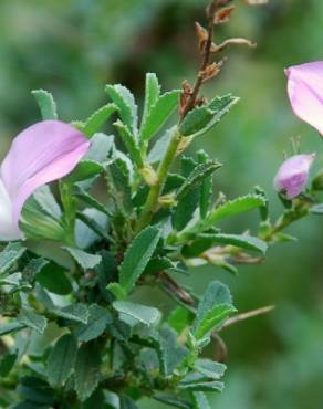 Fotografia 9 da espécie Ononis spinosa subesp. spinosa no Jardim Botânico UTAD