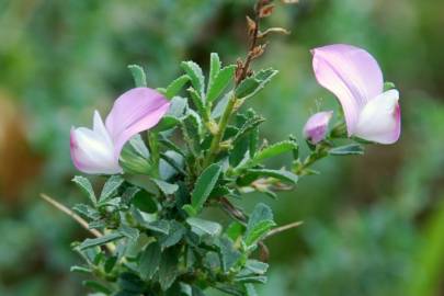 Fotografia da espécie Ononis spinosa subesp. spinosa