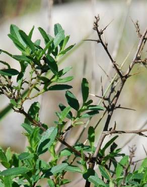 Fotografia 11 da espécie Ononis spinosa subesp. spinosa no Jardim Botânico UTAD