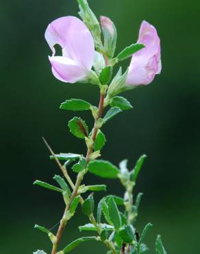 Fotografia 13 da espécie Ononis spinosa subesp. spinosa no Jardim Botânico UTAD