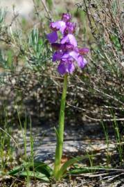 Fotografia da espécie Orchis morio