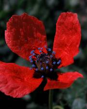 Fotografia da espécie Papaver hybridum