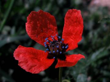 Fotografia da espécie Papaver hybridum
