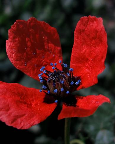 Fotografia de capa Papaver hybridum - do Jardim Botânico