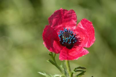 Fotografia da espécie Papaver hybridum