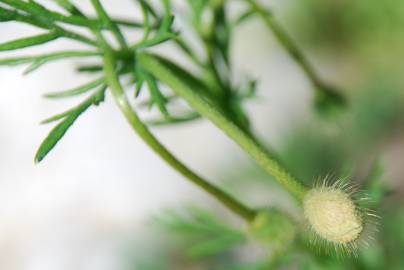 Fotografia da espécie Papaver hybridum