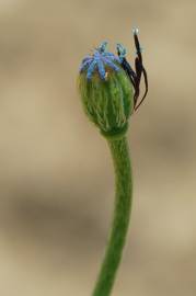 Fotografia da espécie Papaver hybridum