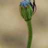 Fotografia 9 da espécie Papaver hybridum do Jardim Botânico UTAD