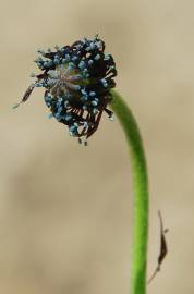 Fotografia da espécie Papaver hybridum