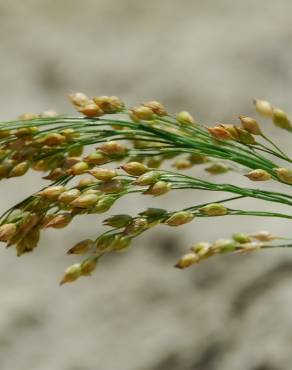 Fotografia 7 da espécie Panicum miliaceum no Jardim Botânico UTAD