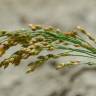 Fotografia 7 da espécie Panicum miliaceum do Jardim Botânico UTAD