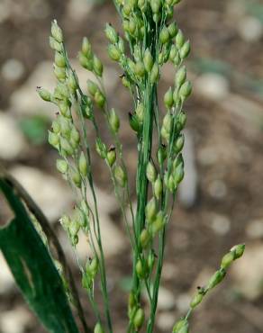 Fotografia 8 da espécie Panicum miliaceum no Jardim Botânico UTAD