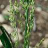 Fotografia 8 da espécie Panicum miliaceum do Jardim Botânico UTAD