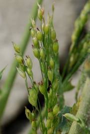 Fotografia da espécie Panicum miliaceum