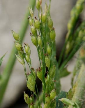 Fotografia 9 da espécie Panicum miliaceum no Jardim Botânico UTAD