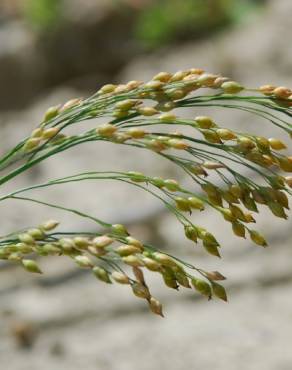 Fotografia 10 da espécie Panicum miliaceum no Jardim Botânico UTAD