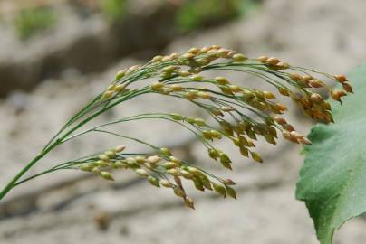 Fotografia da espécie Panicum miliaceum