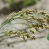 Fotografia 10 da espécie Panicum miliaceum do Jardim Botânico UTAD