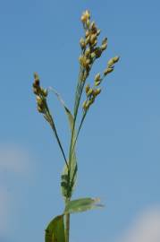 Fotografia da espécie Panicum miliaceum