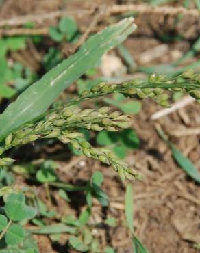 Fotografia 12 da espécie Panicum miliaceum no Jardim Botânico UTAD