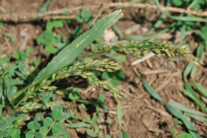 Fotografia da espécie Panicum miliaceum