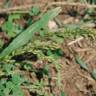 Fotografia 12 da espécie Panicum miliaceum do Jardim Botânico UTAD