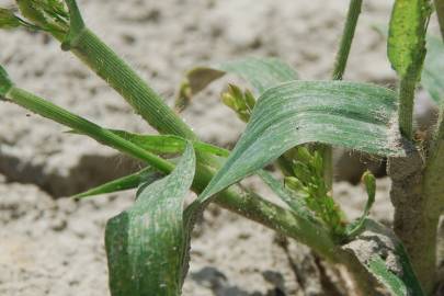 Fotografia da espécie Panicum miliaceum