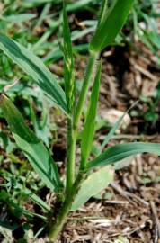 Fotografia da espécie Panicum miliaceum