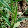 Fotografia 14 da espécie Panicum miliaceum do Jardim Botânico UTAD