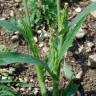 Fotografia 15 da espécie Panicum miliaceum do Jardim Botânico UTAD