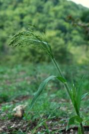 Fotografia da espécie Panicum miliaceum