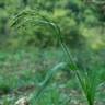 Fotografia 16 da espécie Panicum miliaceum do Jardim Botânico UTAD