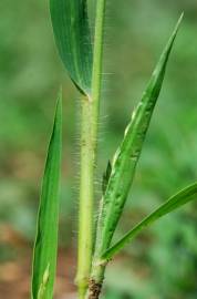 Fotografia da espécie Panicum miliaceum