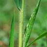 Fotografia 17 da espécie Panicum miliaceum do Jardim Botânico UTAD